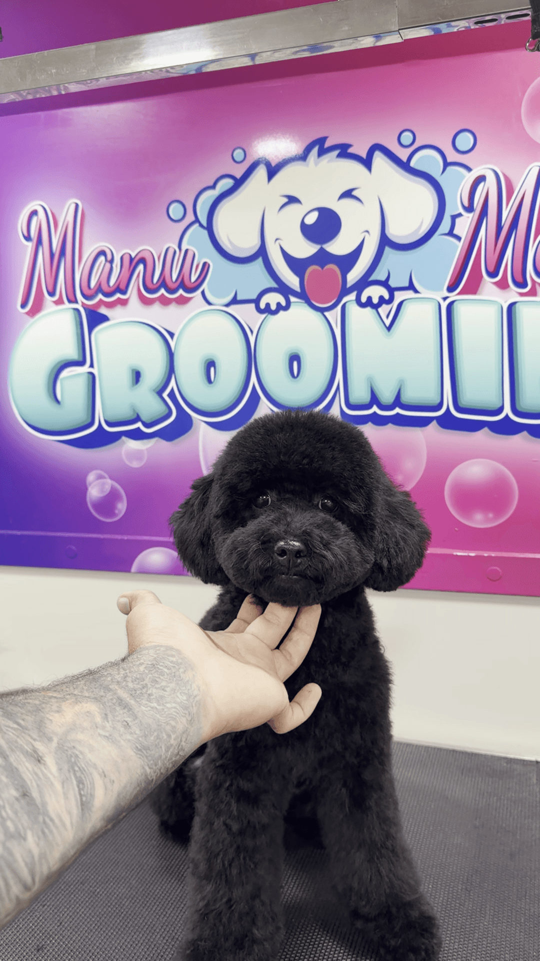 Happy black poodle inside mobile grooming van