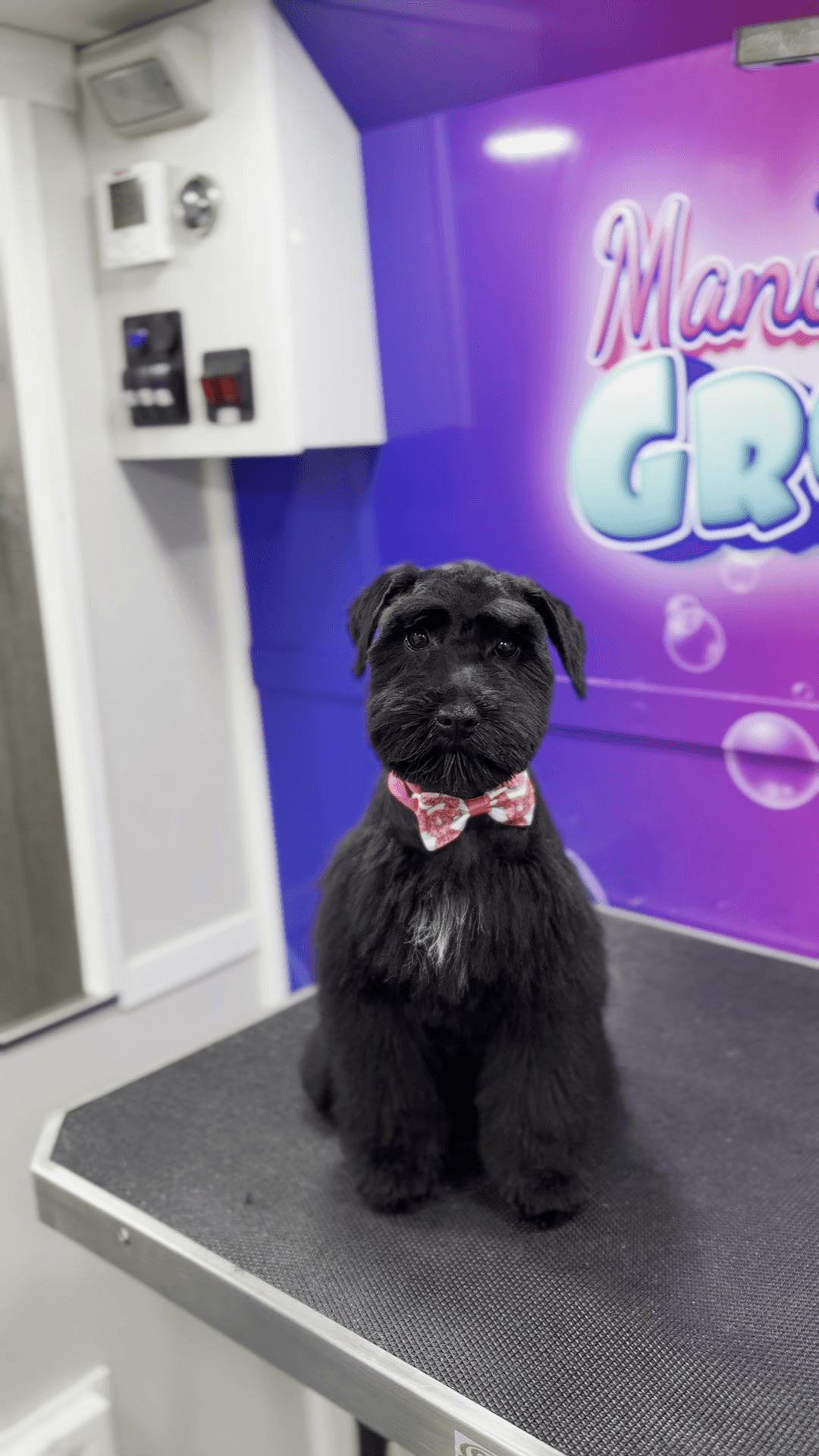 Happy black poodle inside the Manu Mobile Grooming van