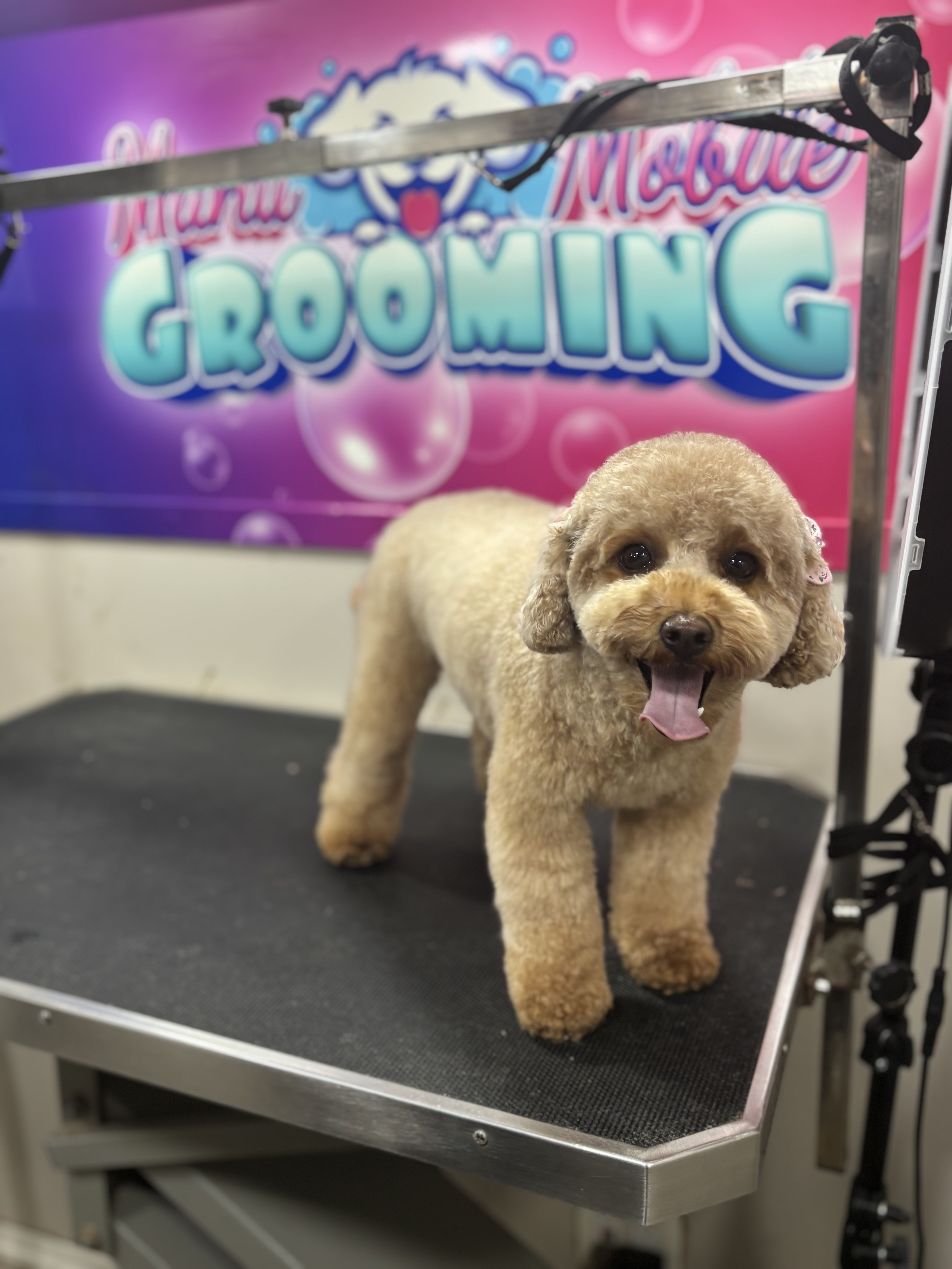 Mobile grooming van with happy dogs