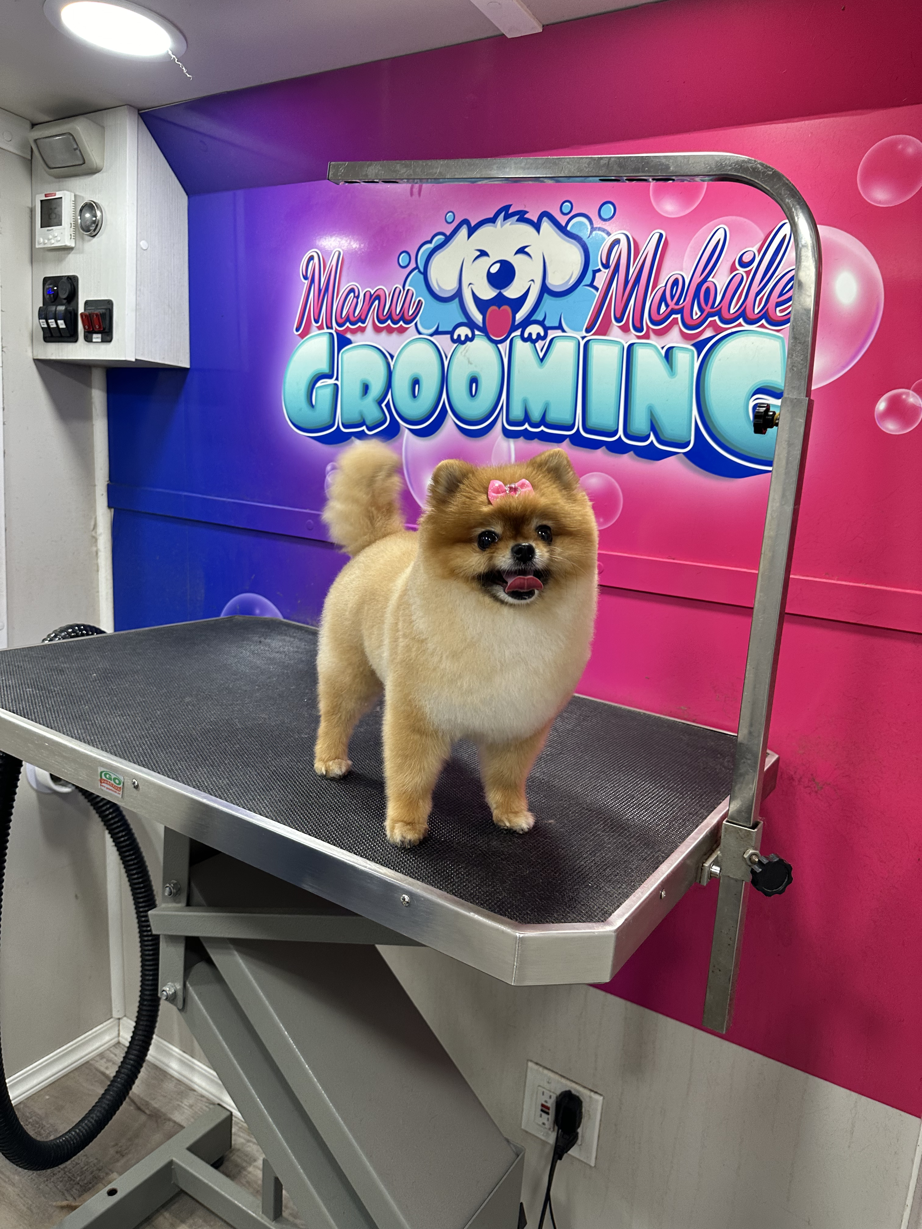 Happy groomed Pomeranian