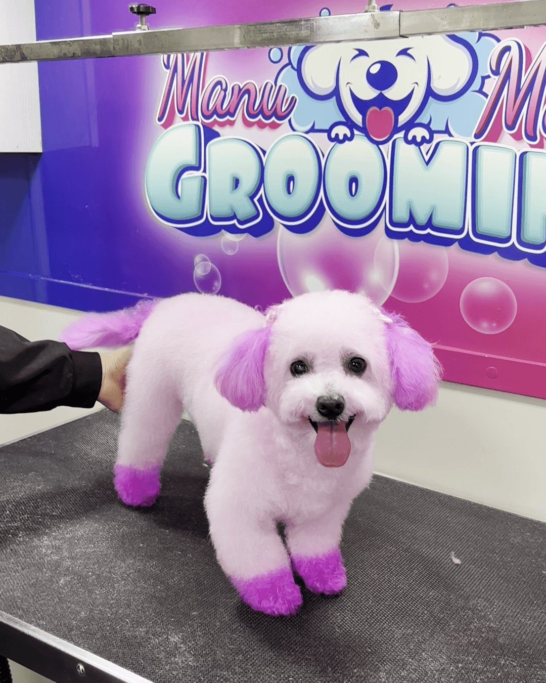 Happy purple dog in mobile grooming van
