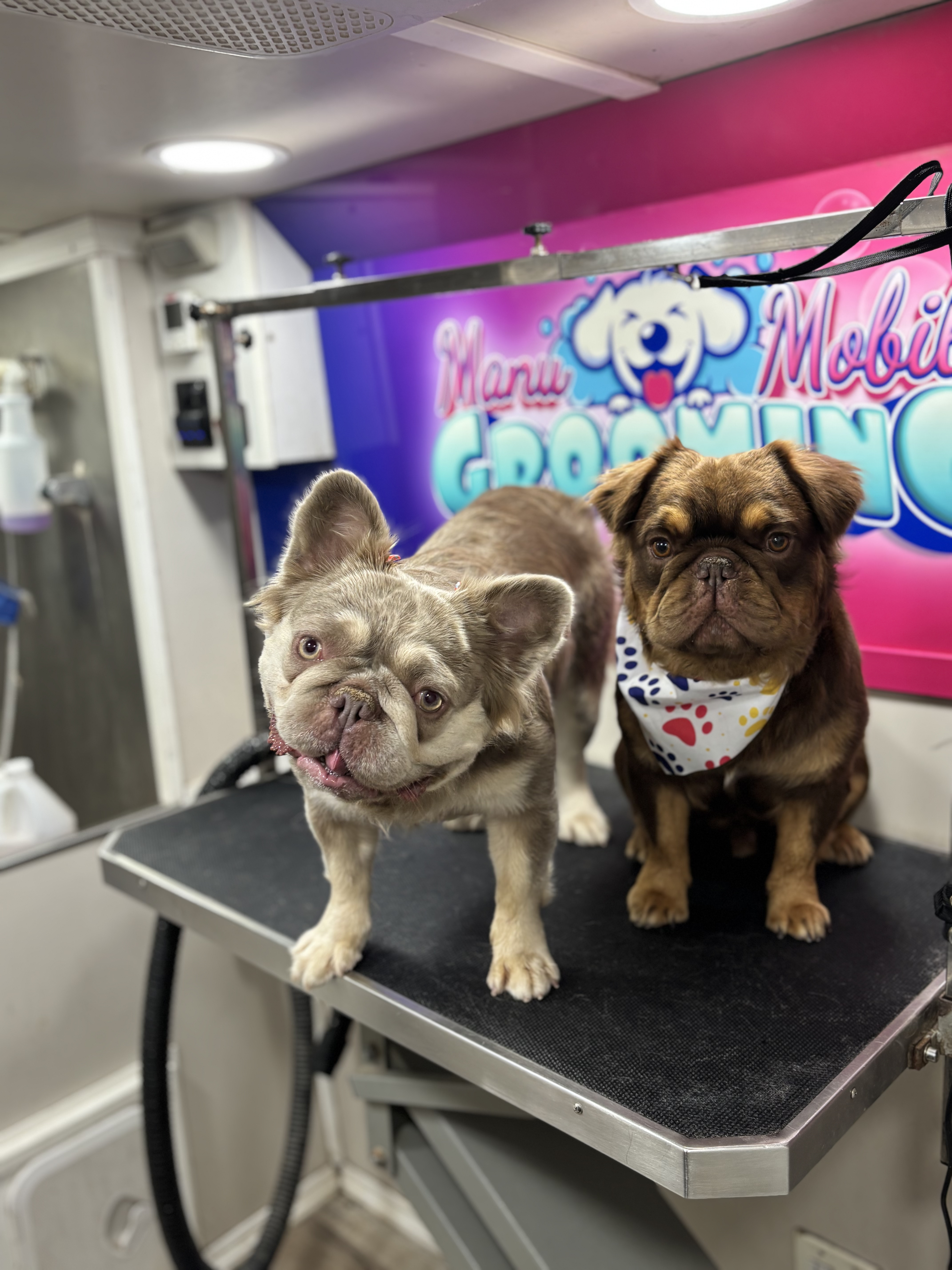 Happy groomed dogs at Manu Mobile Grooming