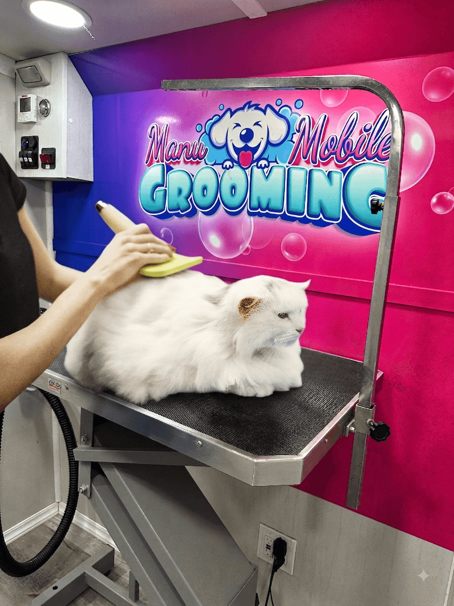 Groomed pet after cat grooming package