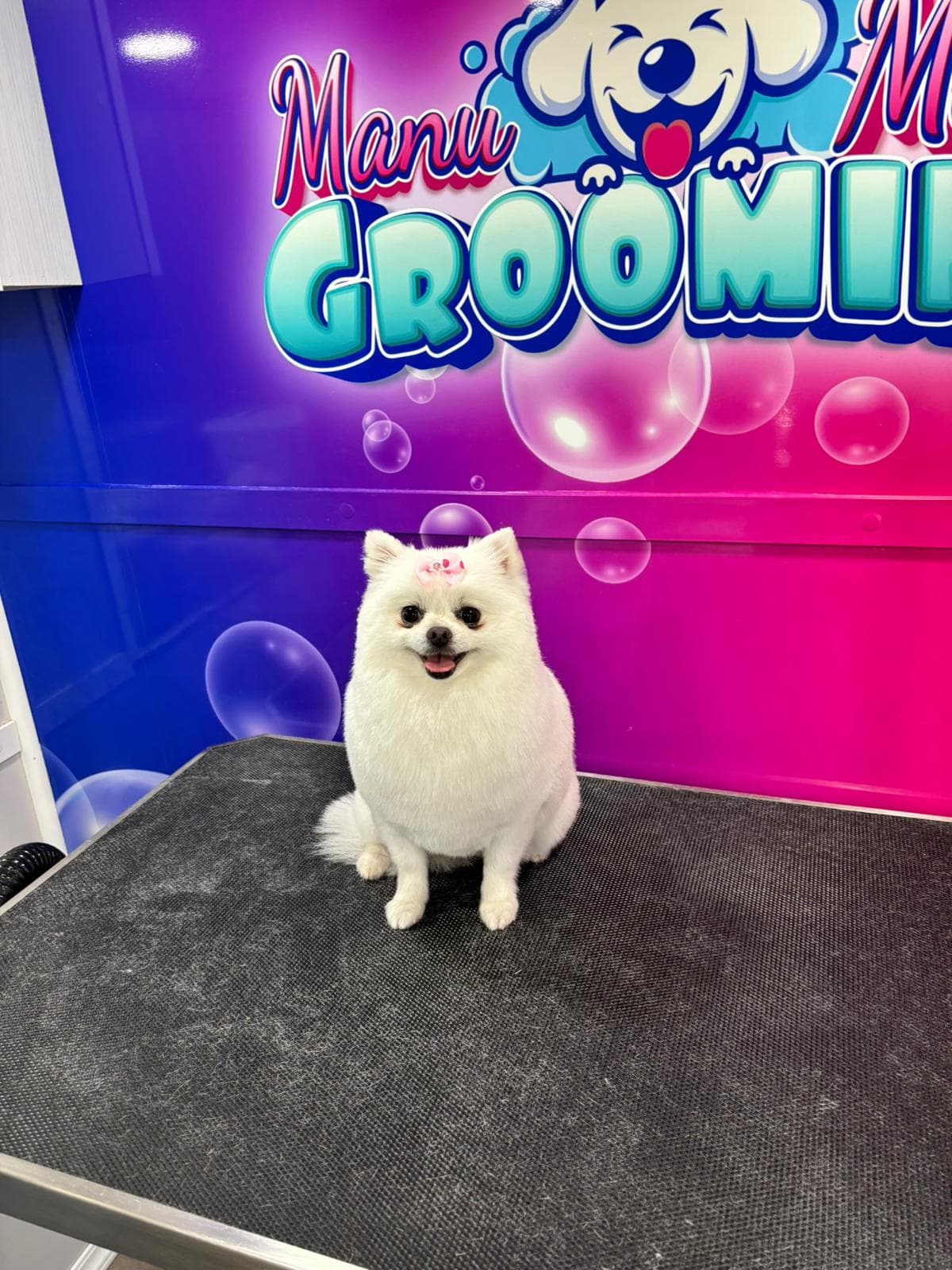 Groomed dog after full service