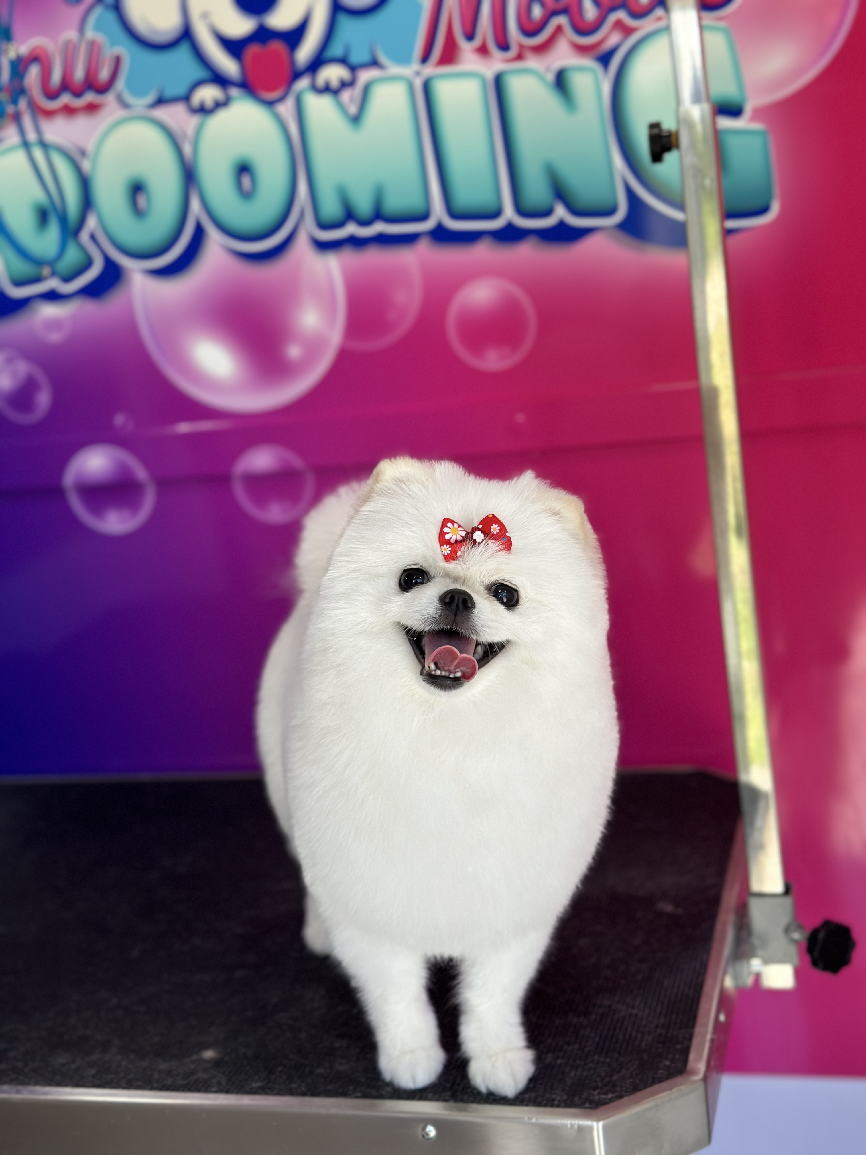 Fluffy groomed dog