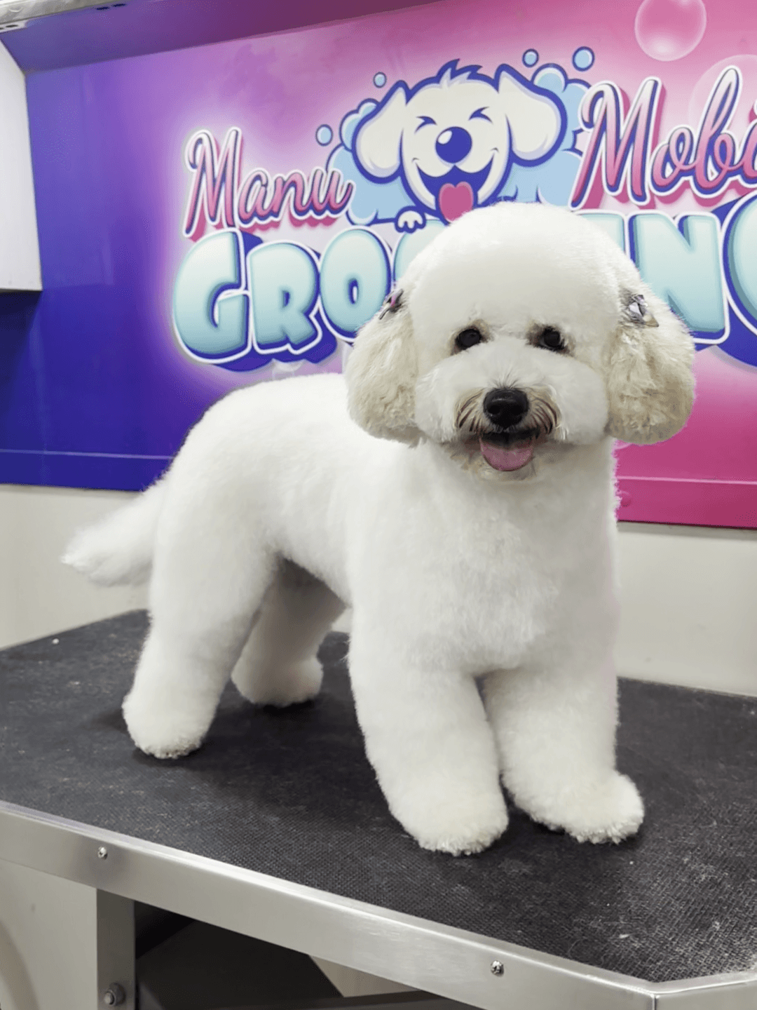 White poodle after bath service