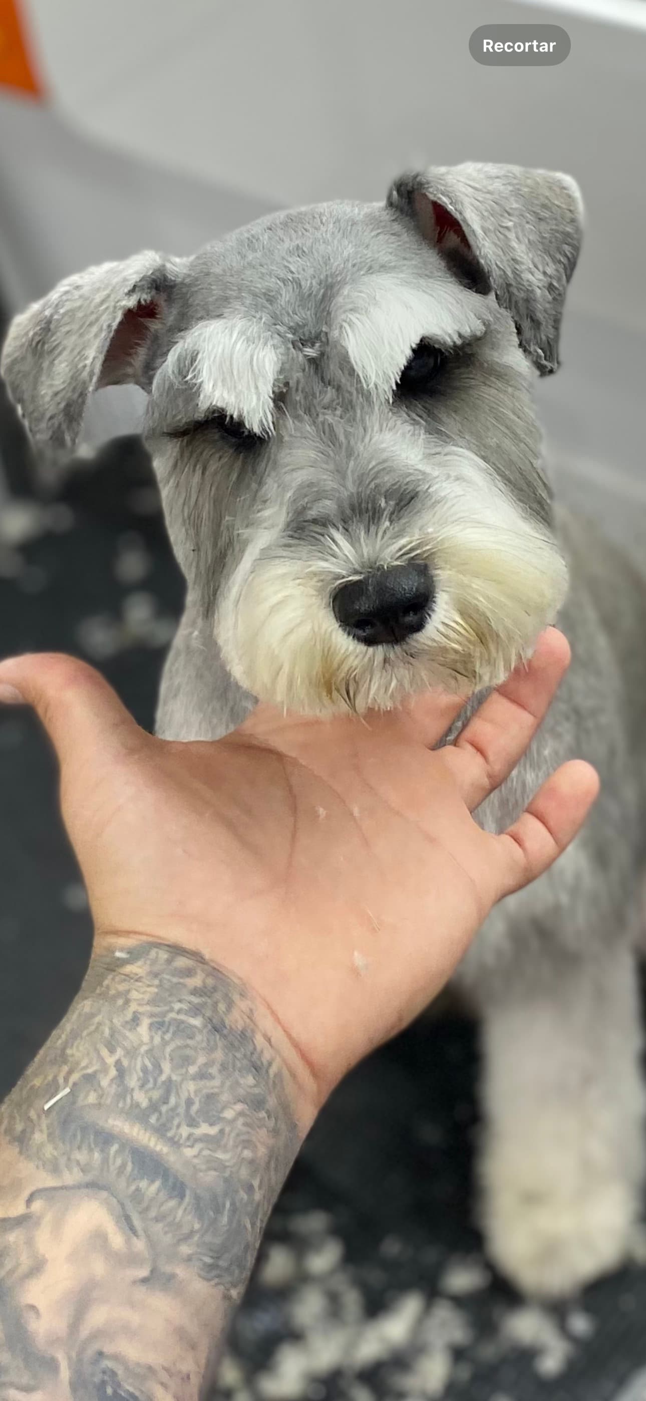 Groomed Yorkshire Terrier